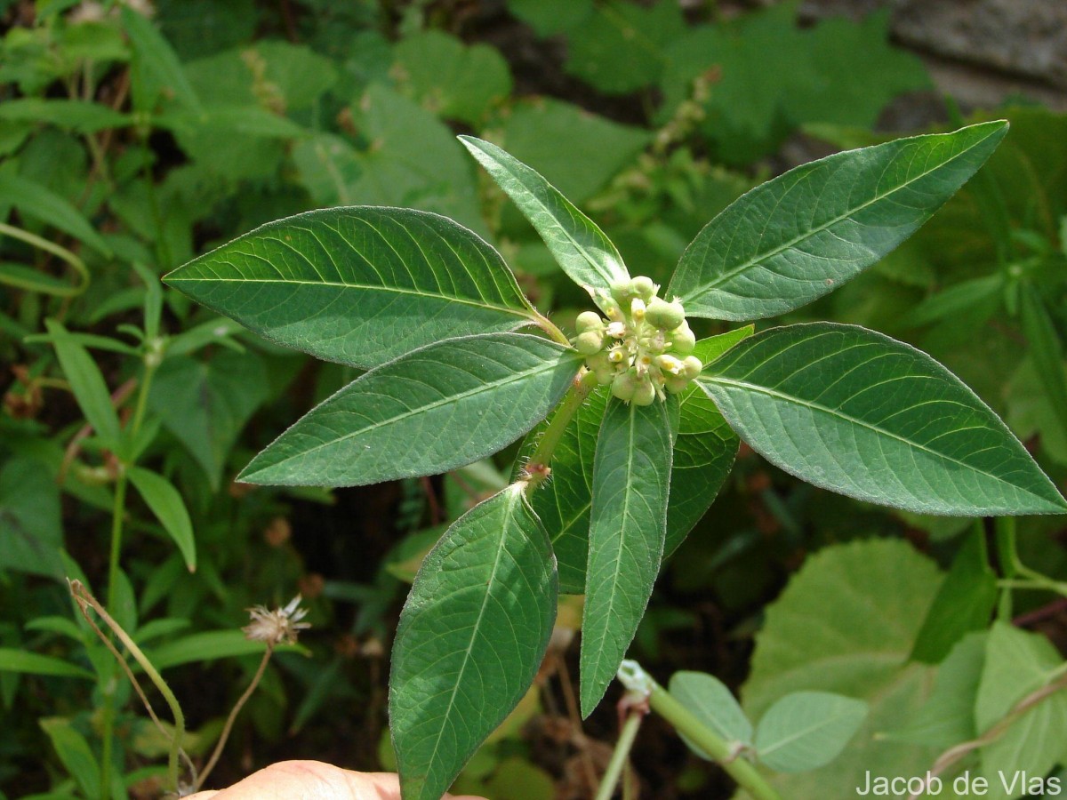 Euphorbia heterophylla L.